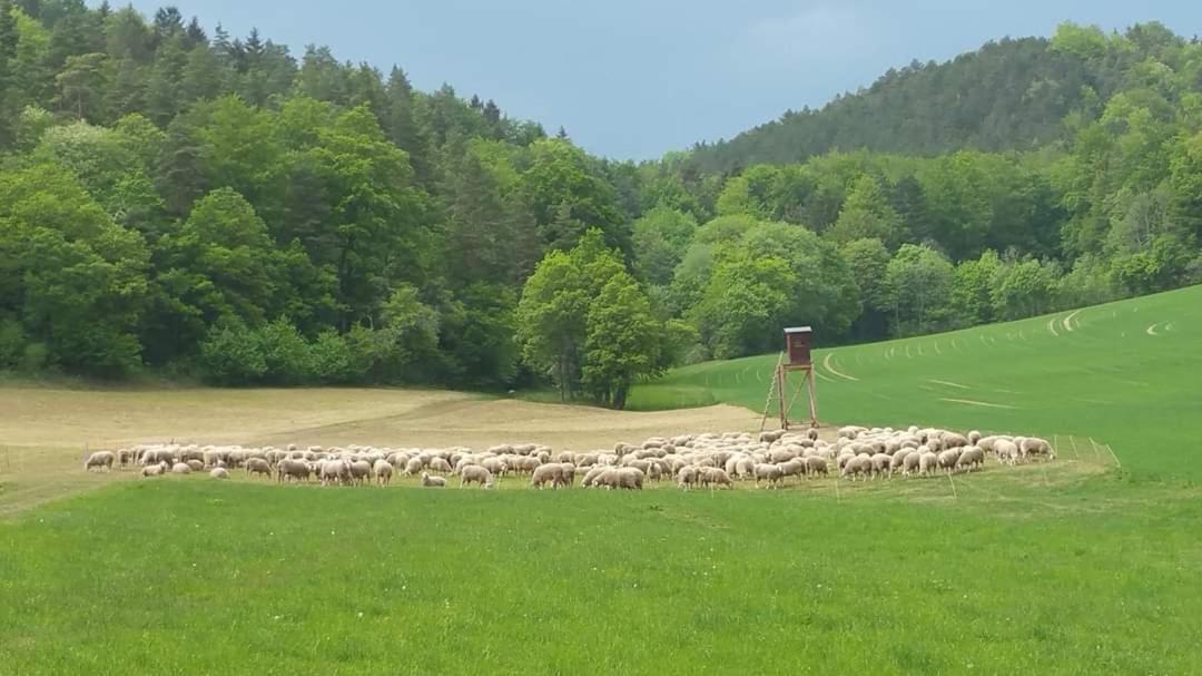 Bungalow Schwarzatalblick In Bad Blankenburg Ortsteil Boehlscheiben エクステリア 写真